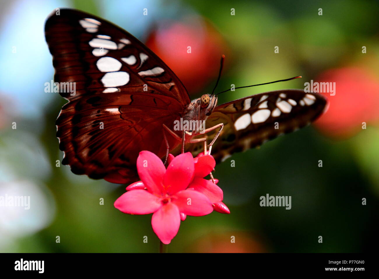 Clipper marrone butterfly terre nei giardini. Foto Stock