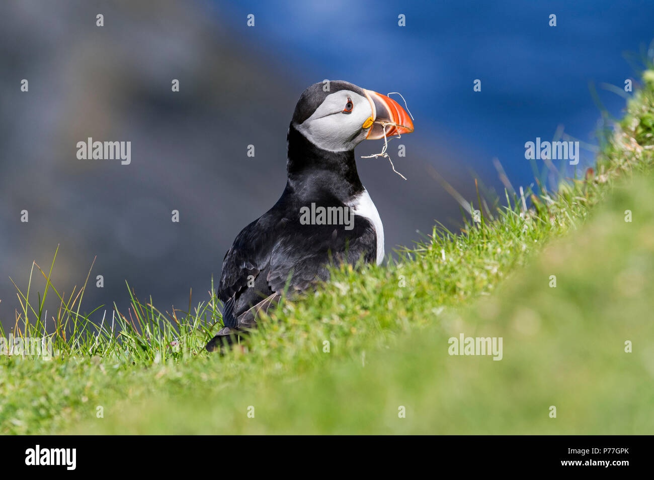 Atlantic puffin (Fratercula arctica) con erba nel becco per la nidificazione a scavare nella colonia di uccelli marini, Hermaness, Unst, isole Shetland, Scotland, Regno Unito Foto Stock