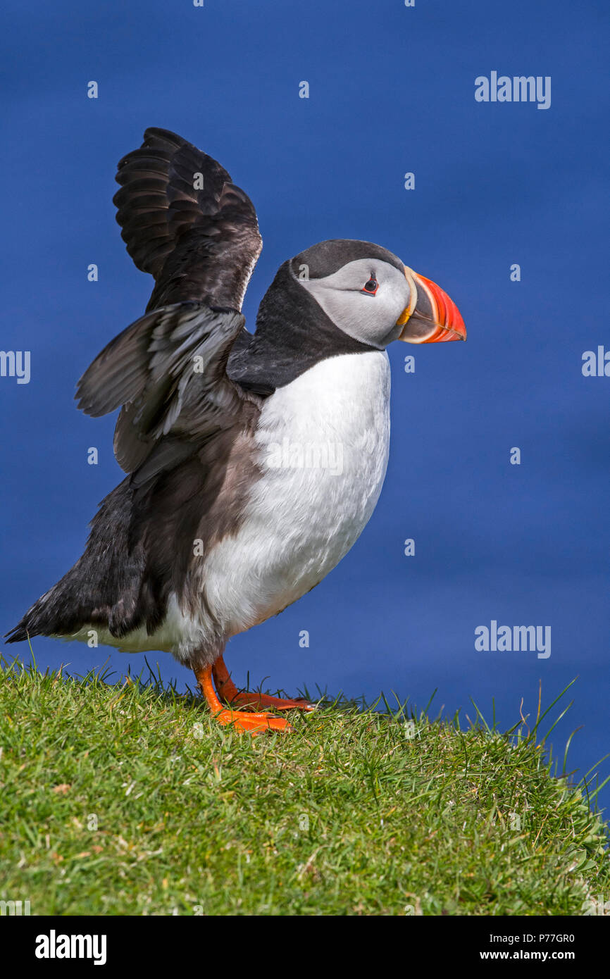 Atlantic puffin (Fratercula arctica) lo stiramento delle ali sulla scogliera sul mare top in colonie di uccelli marini, Hermaness, Unst, isole Shetland, Scotland, Regno Unito Foto Stock