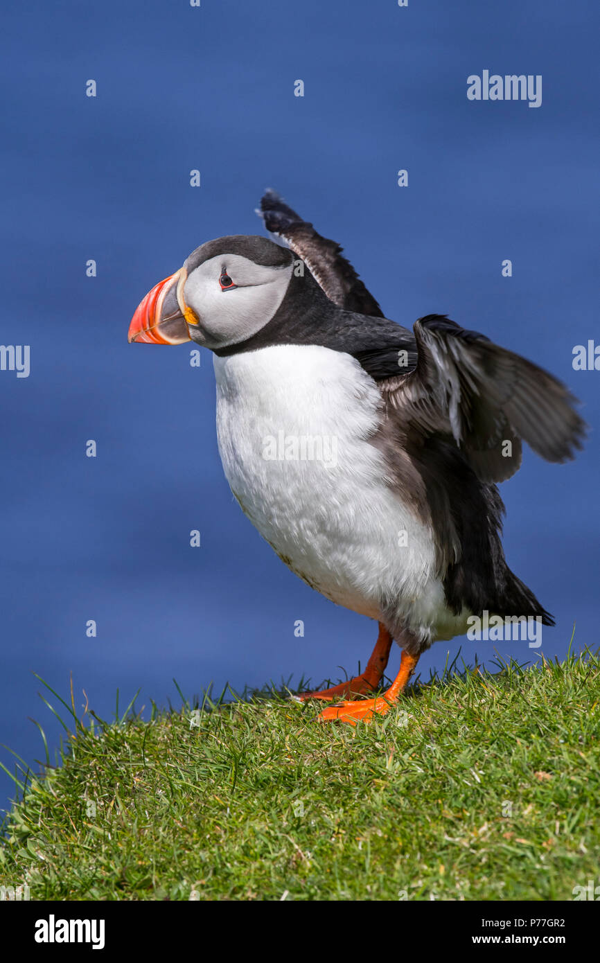 Atlantic puffin (Fratercula arctica) sbattimento ali sulla scogliera sul mare top in colonie di uccelli marini, Scotland, Regno Unito Foto Stock