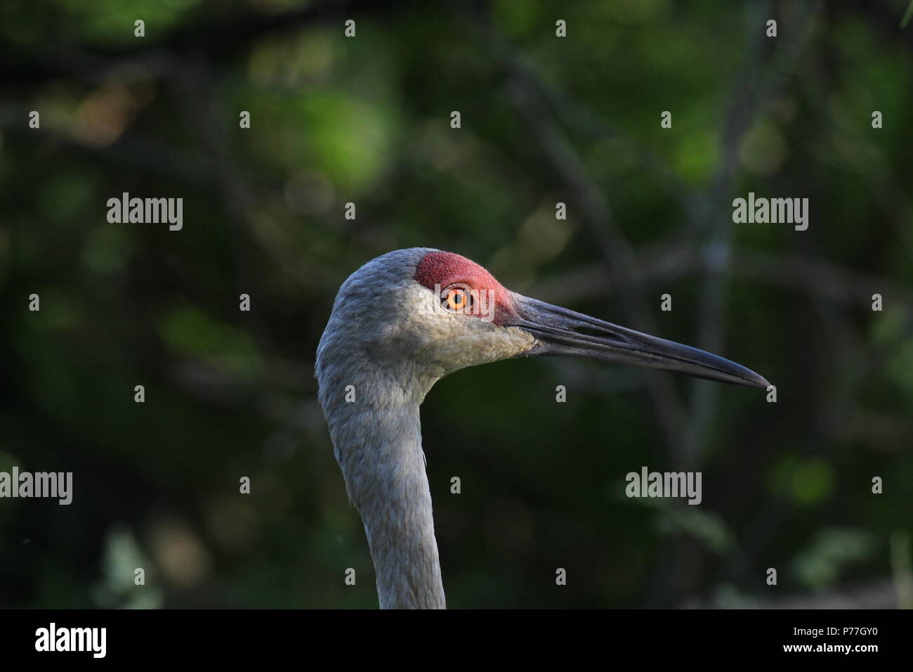 Immagine di un uccello Foto Stock