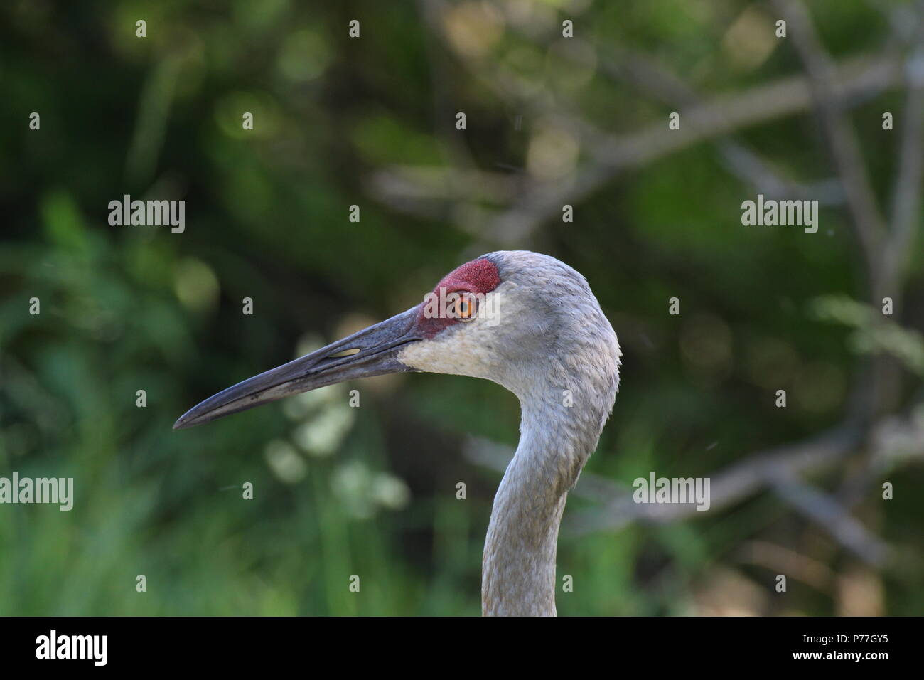 Immagine di un uccello Foto Stock