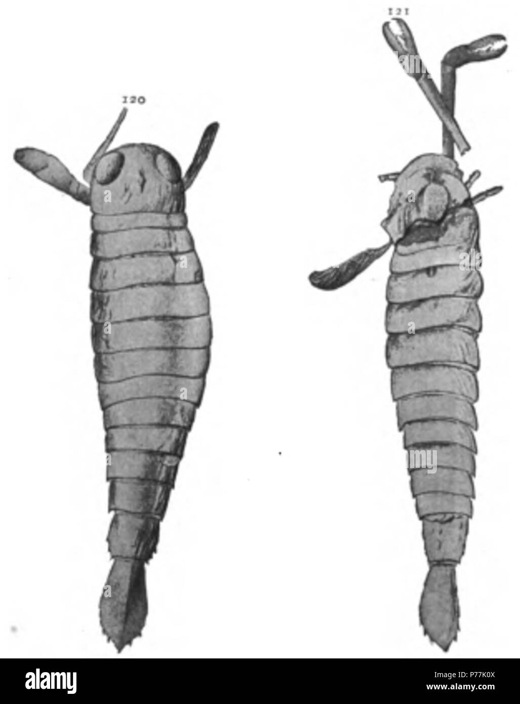 Il Eurypterida di New York. Il volume 1. Museo Statale di New York Memoir 14, Figure 120, 121 . 1912 13 La Eurypterida di New York figura 120-121 Foto Stock