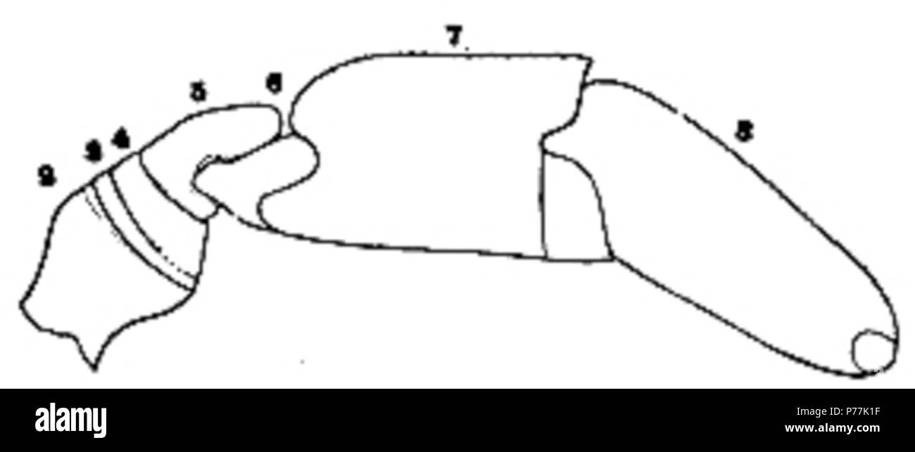 Il Eurypterida di New York. Il volume 1. Museo Statale di New York Memoir 14, figura 58 . 1912 13 La Eurypterida di New York la figura 58 Foto Stock