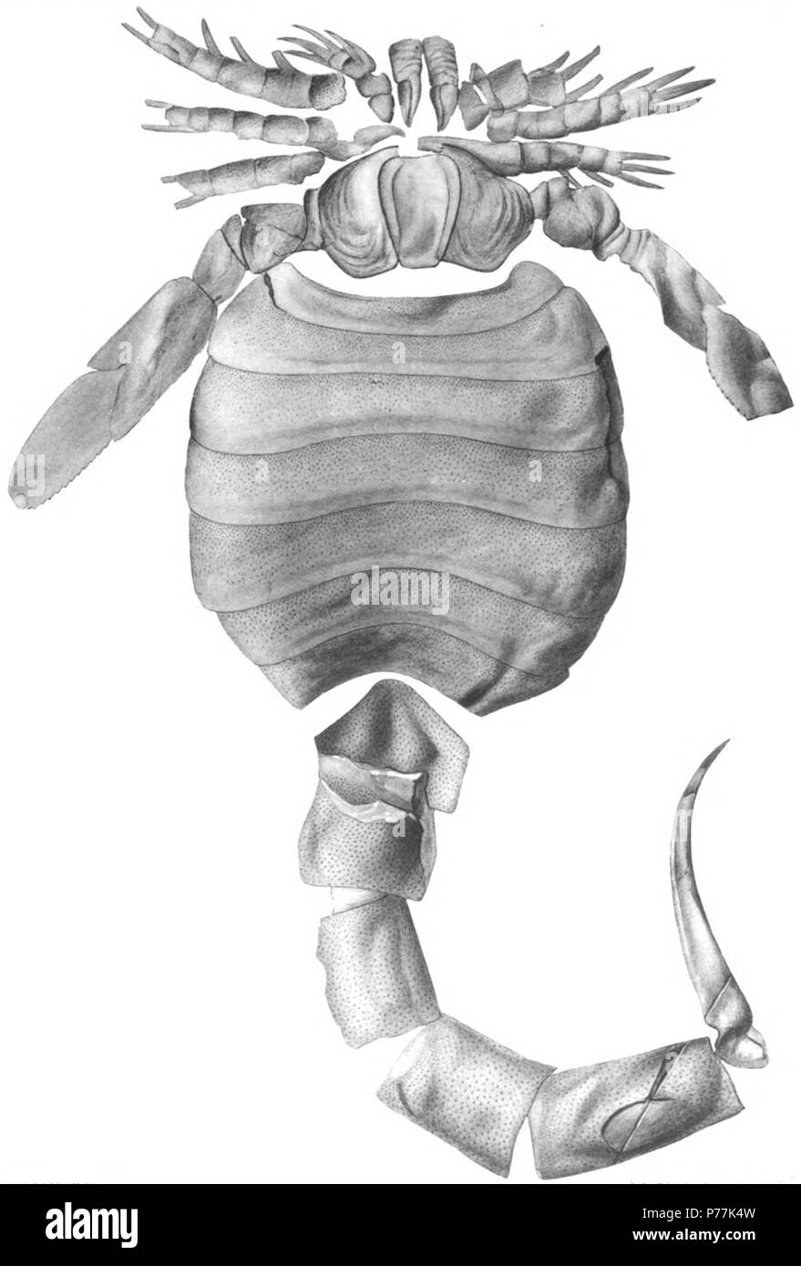 Paracarcinosoma (Eusarcus scorpionis). Il Eurypterida di New York. Volume 2. Museo Statale di New York Memoir 14, piastra 32 . 1912 13 La Eurypterida di New York la piastra 32 Foto Stock