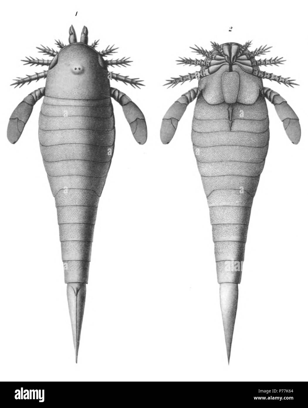 Hughmilleria socialis Sarle pagina 335 Vedere le piastre 60-63 1 restauri della pinna dorsale e ventrale di aspetti. Dimensione naturale Il Eurypterida di New York. Volume 2. Museo Statale di New York Memoir 14, piastra 59 . 1912 13 La Eurypterida di New York la piastra 59 Foto Stock