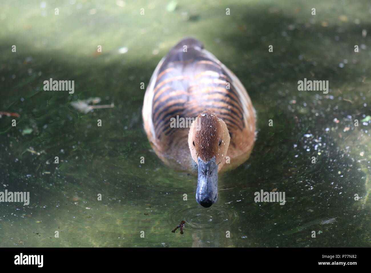 Sibilo Fulvous duck - Dendrocygna bicolor Foto Stock