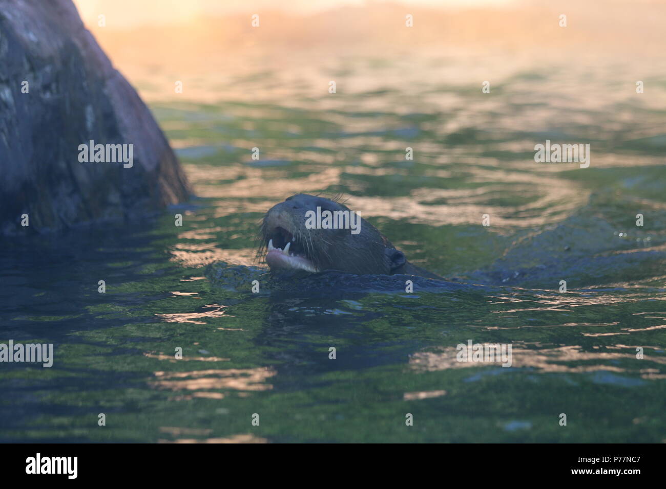 Lontra eurasiatica - Lutra lutra Foto Stock