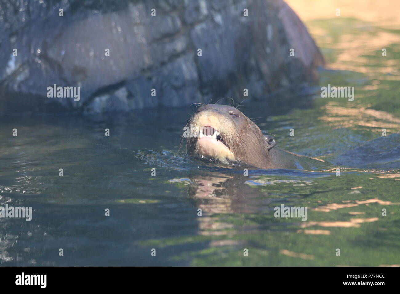 Lontra eurasiatica - Lutra lutra Foto Stock