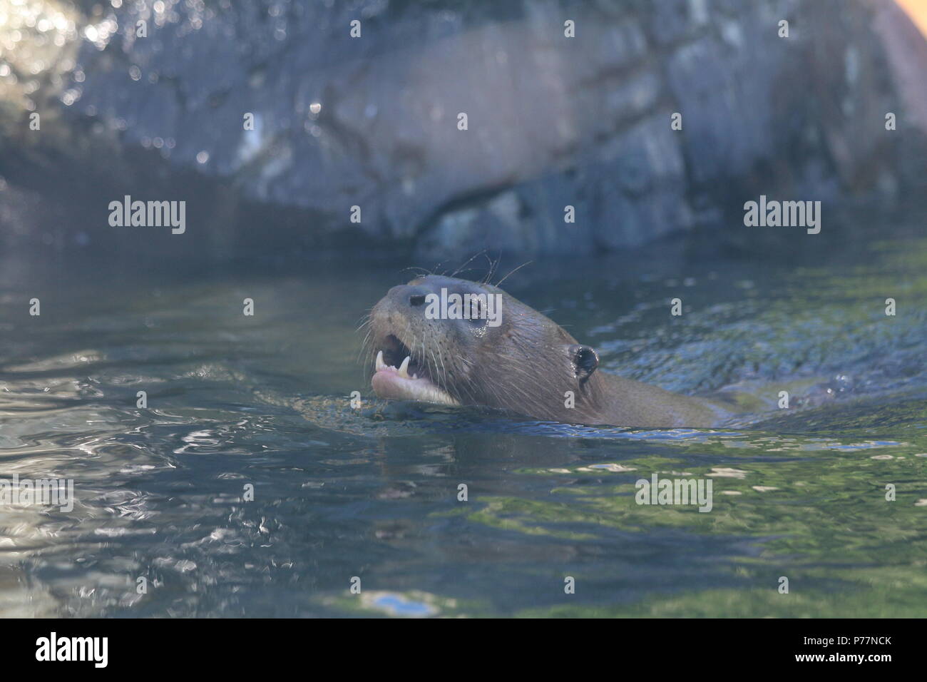 Lontra eurasiatica - Lutra lutra Foto Stock