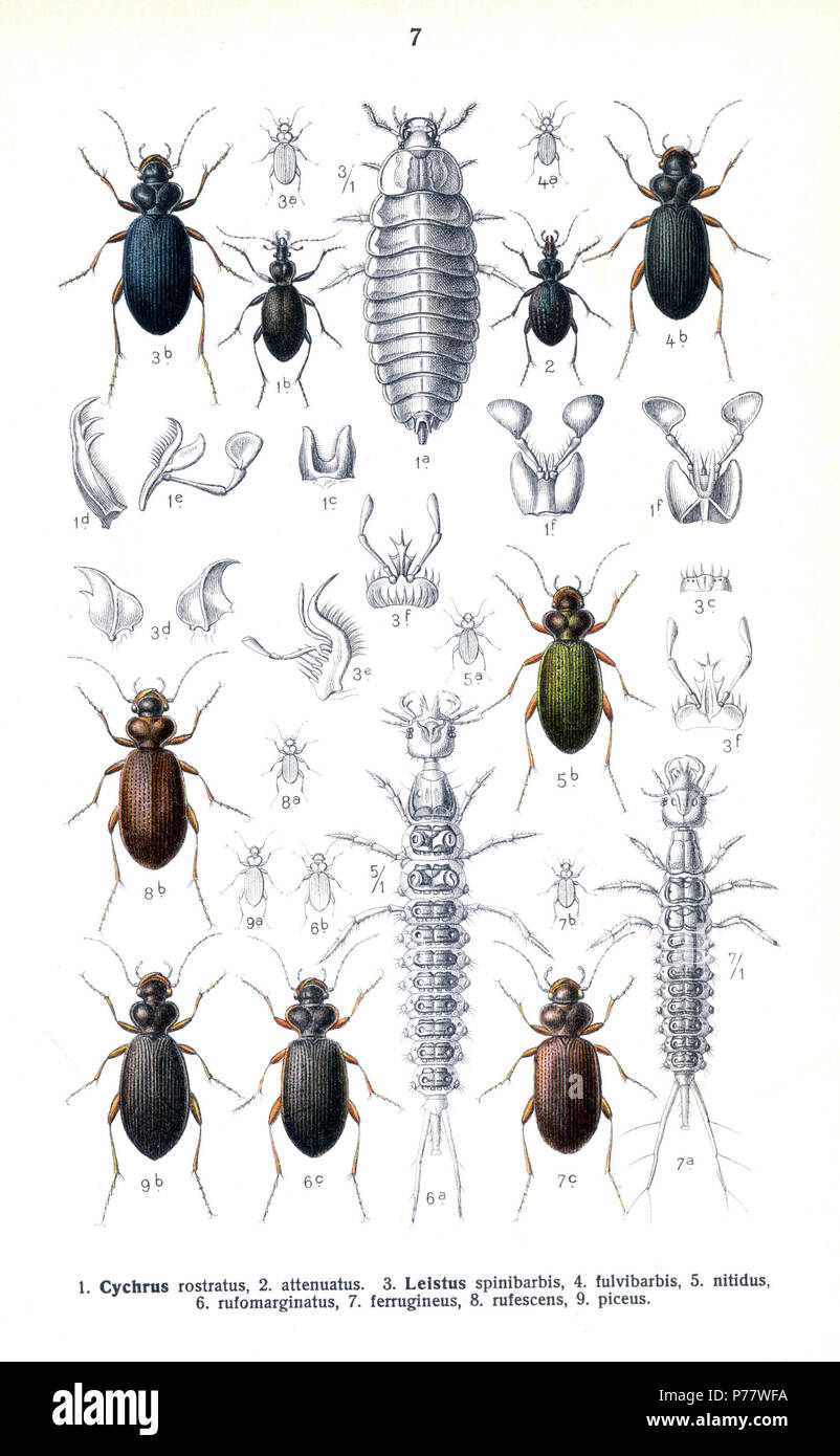 Cychrus Rufus Cychrus attenuatus immagini e fotografie stock ad alta risoluzione - Alamy