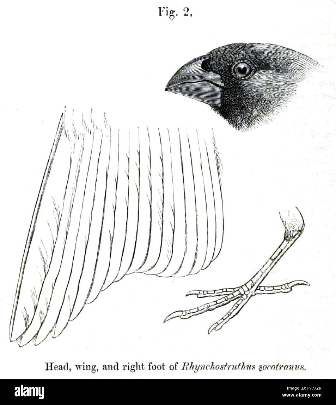 Inglese: testa, ala, e il piede destro di un giovane Grosbeak Socotra, dalla sua descrizione nel procedimento di incontri scientifici della società zoologica di Londra . 1881 57 Socotra Grosbeak parti Foto Stock