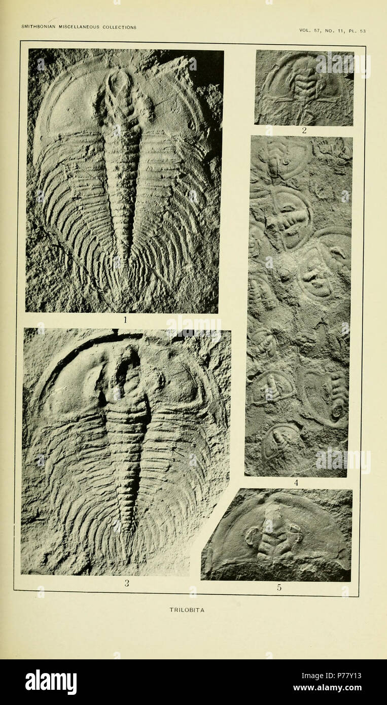 La piastra 53: Trilobita (Callavia e Wanneria) alla pagina faccia 324 Callavia eucharis (Walcott) = Nevadella eucharis (Walcott, 1913) Wanneria occidens (Walcott) = Mummaspis occidens (Walcott, 1913) Callavia perfecta (Walcott) = Nevadella perfecta (Walcott, 1913) Callavia perfecta (Walcott) = Nevadella perfecta (Walcott, 1913) Callavia perfecta (Walcott) = Nevadella perfecta (Walcott, 1913) originale e storico Descrizione: la descrizione della piastra 53 pagina eucharis Callavia Walcott 315 Fig. 1. (× 2.) tipo esemplare della specie. (Località 61k.) U. S. Museo Nazionale, catalogo n. 60079. Wanneria occid Foto Stock