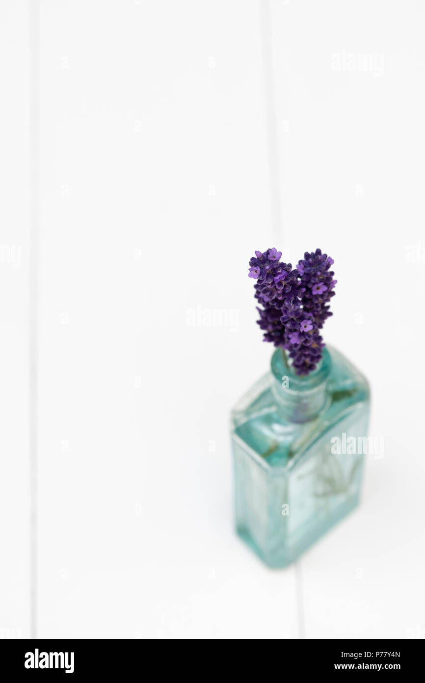 Lavandula. Fiori ‘Hidcote’ di lavanda raccolti in bottiglia di vetro vecchia su fondo bianco. DOF. Bassa Foto Stock