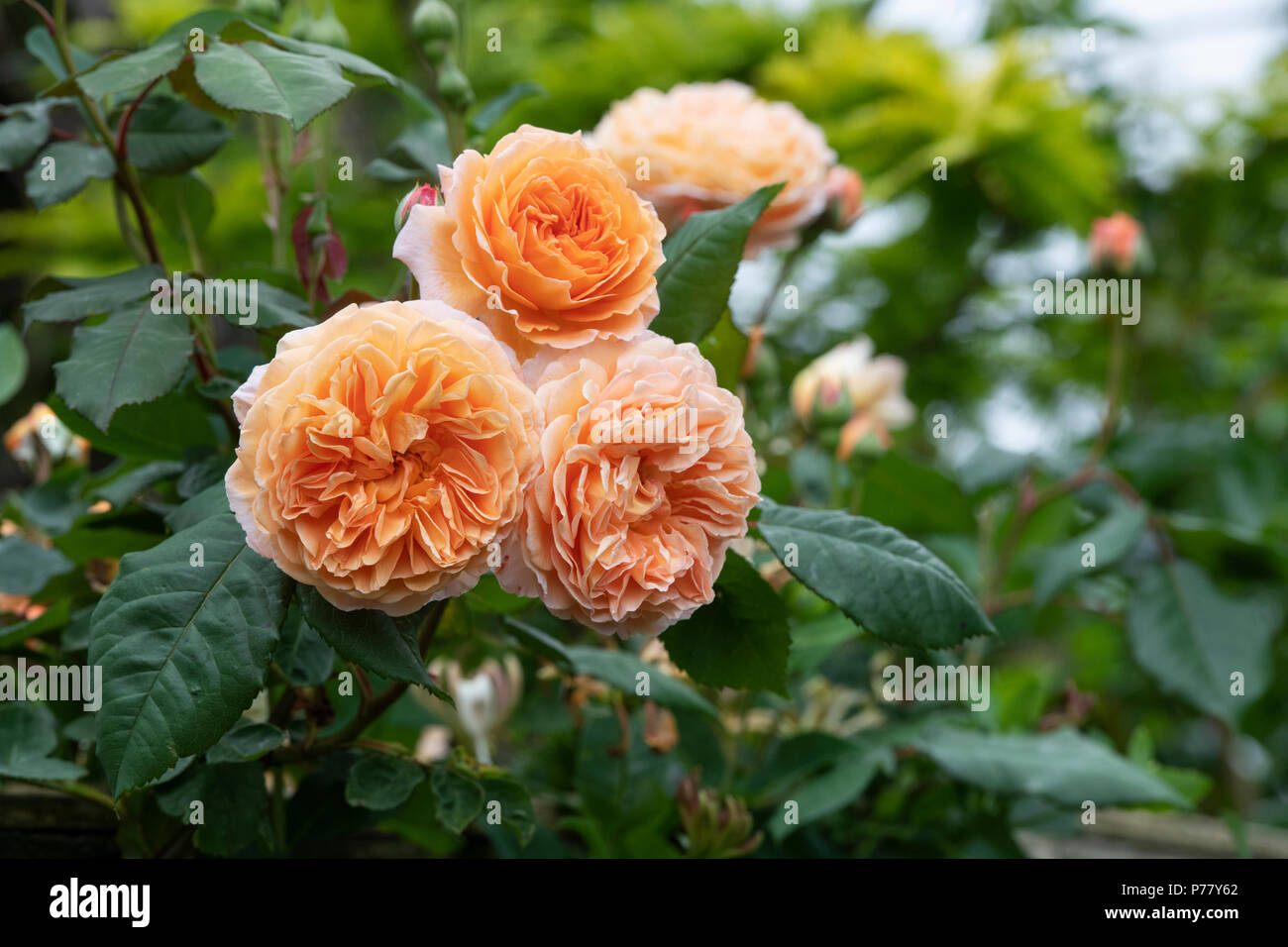 Rosa "Graham Thomas'. Rosa inglese Foto Stock