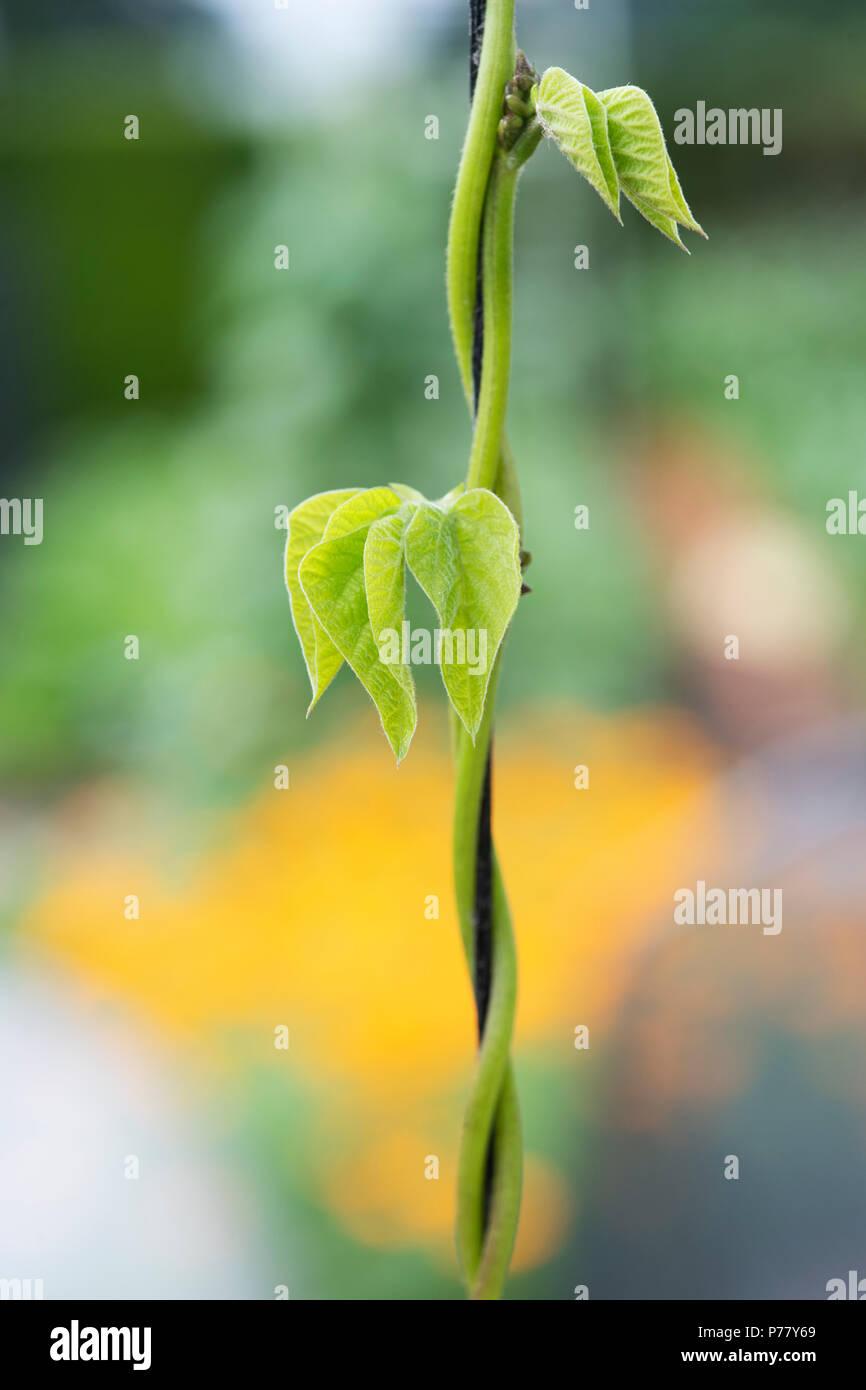 Phaseolus coccineus. Runner bean "" Firestorm stelo torsione attorno al filo in un giardino inglese Foto Stock