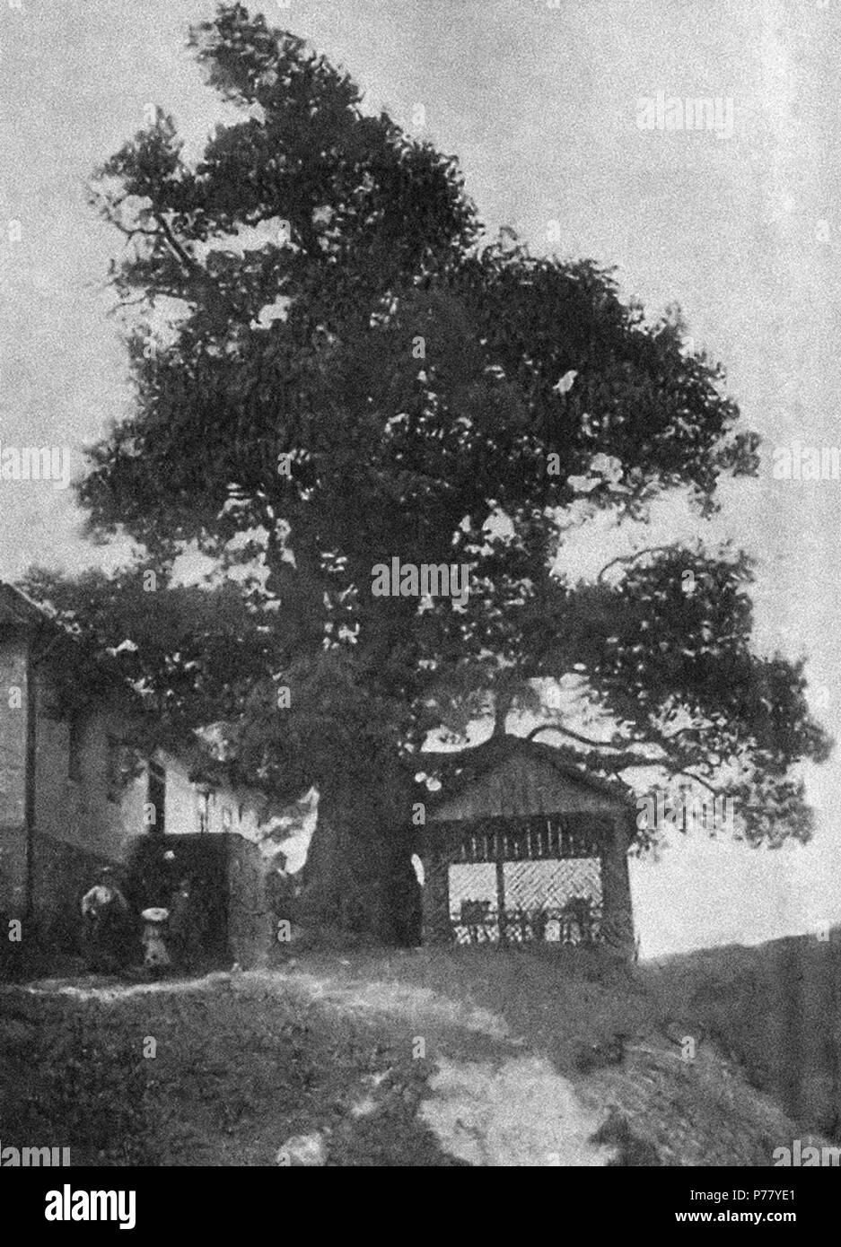 68 Žižkův dub u Lichnice, Podhradí, Třemošnice (Chadt-Vilím) Foto Stock