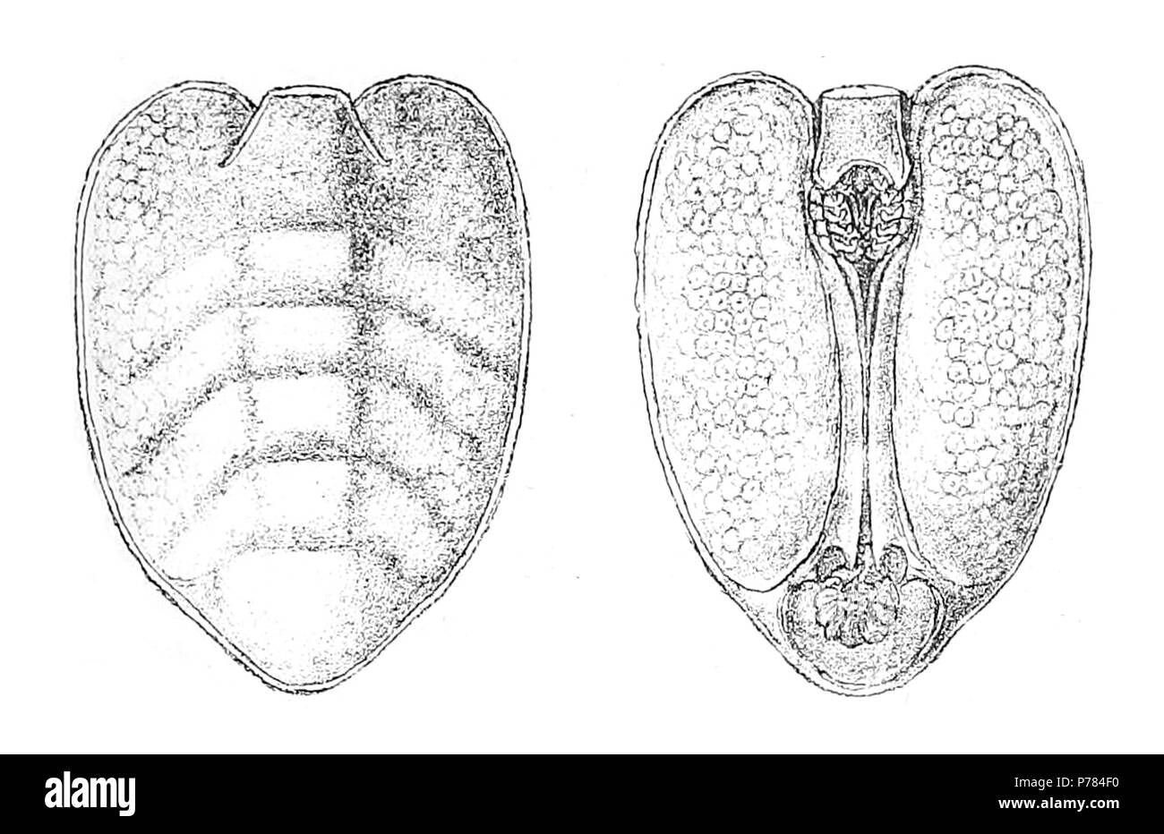 7 Aspidophryxus peltatus femmina Foto Stock