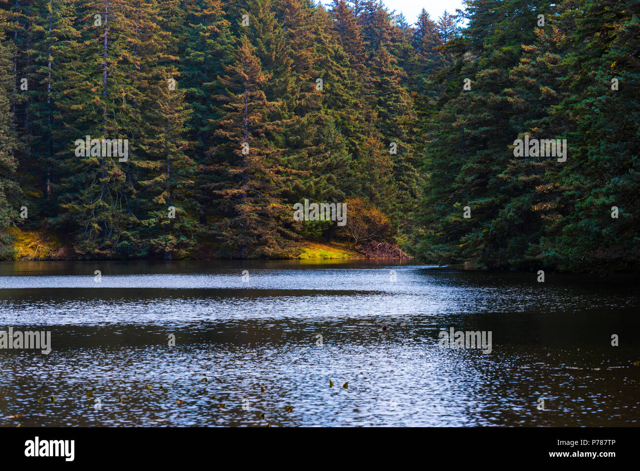 Un lago nella foresta in Alaska, circondato da alberi e colori di tornitura Foto Stock