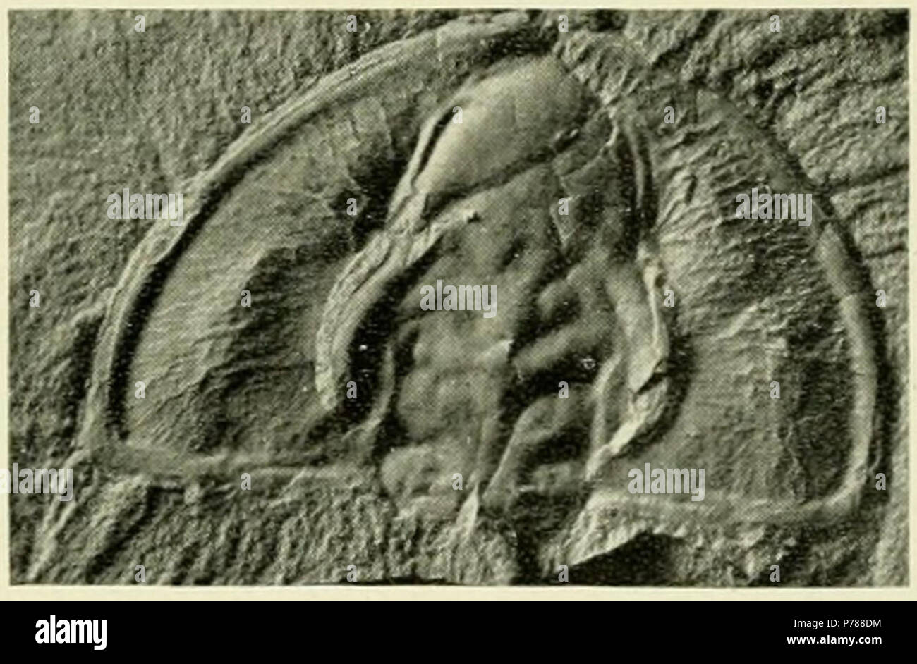 Fritzolenellus truemani (Walcott, 1913) Olenellus truemani; Walcott 1913:316, pl. 54, figg. 2, 6, e 8; Walcott 1916, pl. 17, figg. 2, 6, e 8; Fritz 1992:15, pl. 6, figg. 1-4, pl. 7, figg. Da 1 a 6, e testo fig. 6b. Fritzolenellus truemani (Walcott); Lieberman 1998:72; Lieberman 1999:95, pl. 17, fig. 1. Record catalogo: USNM 60087 PAL originale e storico descrizione: pagina Olenellus truemani Walcott 316 Fig. 6. (Dimensione naturale.) Cephalon con test esterno delle guance esfoliate in modo di mostrare come calchi di canali radiali. (Località 61k.) U. S. Museo Nazionale, catalogo n. 60087. I campioni rappresentati Foto Stock