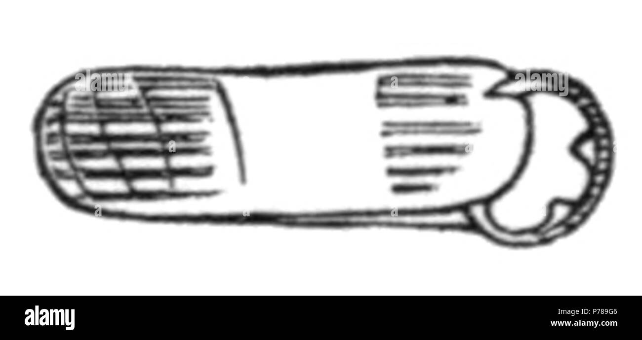 Inglese: disegno del guscio di Helicodiscus parallelus . 1905 36 Helicodiscus parallelus shell Foto Stock