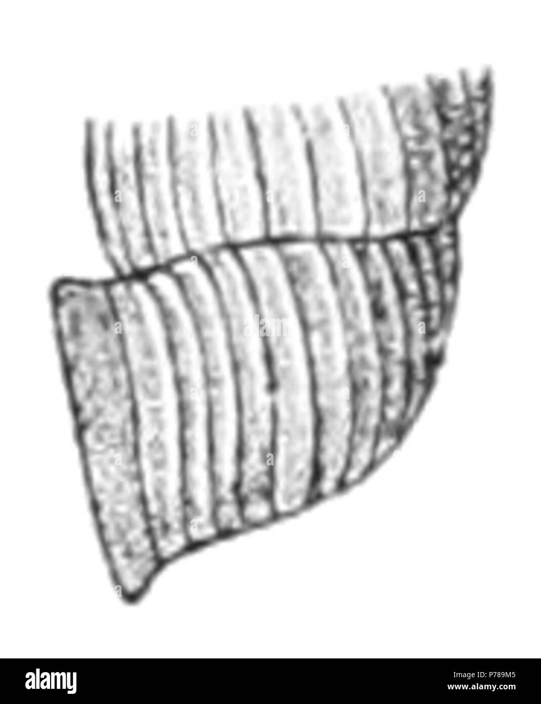 Inglese: disegno di vista laterale di una parte di guscio di Holospira bilamellata. 1895 37 Holospira bilamellata guscio 2 Foto Stock