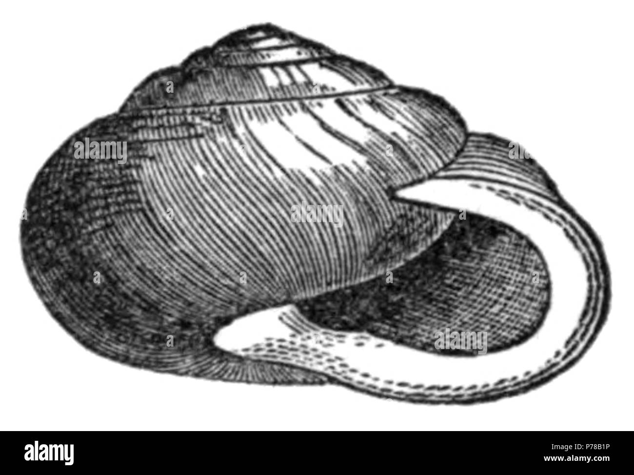 Inglese: disegno del guscio di Neohelix albolabris (nella sorgente prenota mentined come Polygyra albolabris) . 1905 48 Neohelix albolabris shell Foto Stock