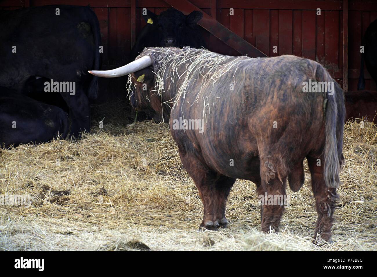 Bull occhiatura suo harem. Bull è scozzese tradizionale chiamato razza Highland bestiame. Foto Stock