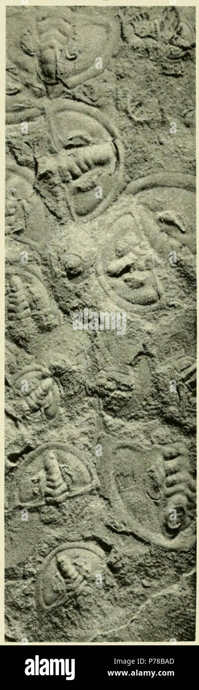 Nevadella perfecta (Walcott, 1913) Callavia perfecta; Walcott 1913:315, pl. 53, figg. 3-5. Nevadella perfecta (Walcott); Fritz 1992:25, pl. 4, figg. 4-6, pl. 5, figg. 1-5, 7e. Record catalogo: USNM 60082 PAL originale e storico descrizione: pagina Callavia perfecta Walcott 315 Fig. 4. (Dimensione naturale.) esemplari del cephalon trovati in una divisione dello scisto. (Località 61k.) U. S. Museo Nazionale, catalogo n. 60082. I campioni sono qui rappresentate dalle figg. 1-5 sono da località 61k. Cambriano inferiore: formazione Mahto; dark, disco di scisti silicei, nordest base del picco Mumm sopra il ghiacciaio murale su t Foto Stock