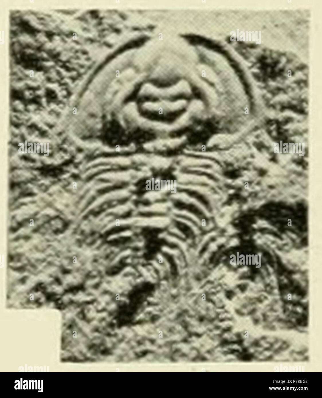 Olenellus cfr truemani (Walcott, 1913) Olenellus truemani; Walcott 1913:316, pl. 54, figg. 3-5, 7, e 9-10; Walcott 1916, pl. 17, figg. 3-5, 7, e 9-10; Fritz 1972:16, pl. 9, figg. 1-14. Olenellus cfr truemani (Walcott); Blaker e sbucciate 1997:64, pl. 35-37, pl. 38, fig. 6, pl. 59, figg. 2, e 5. Record catalogo: USNM PAL 60090 originale e storico descrizione: pagina Olenellus truemani Walcott 316 Fig. 9. (× 2.) una piccola cephalon conservando molte delle sue caratteristiche originali convessità. L'allegato i segmenti toracica sono più o meno spostata. (Località 61k.) U. S. Museo Nazionale, catalogo n. 60090. La s Foto Stock
