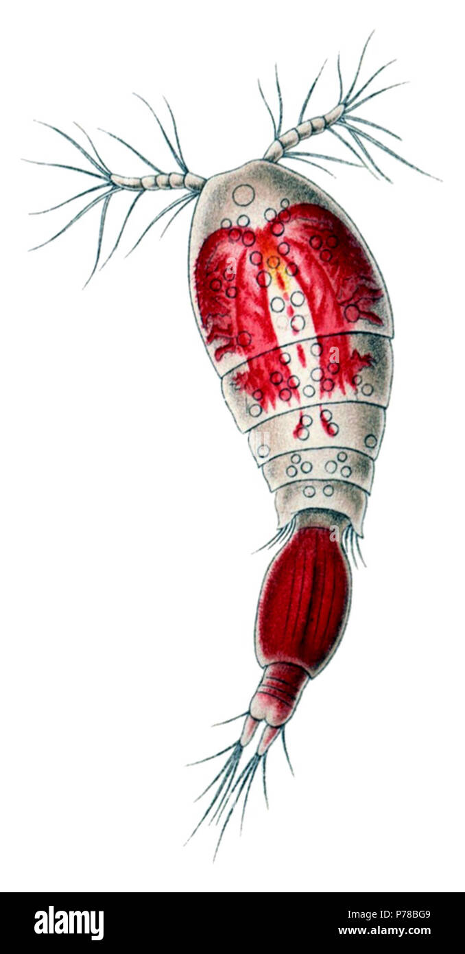 Inglese: Oncaea venusta (Filippi, 1843, famiglia Oncaeidae), maschio. Preso dalla piastra 56a di Ernst Haeckel's Kunstformen der Natur (1904) da Verlag des Bibliographischen Instituts, Lipsia e Vienna. eština: Oncaea venusta (Filippi, 1843), sameek. Vyíznuto z 56. listu Ernst Haeckelovy knihy Kunstformen der Natur (1904), Verlag des Bibliographischen Instituts, Lipsko un Víde. 1904 (il disegno pubblicato nel libro); 2008-10-06 (versione più recente); 2007-01-22 (più vecchia versione) 49 Oncaea venusta Foto Stock