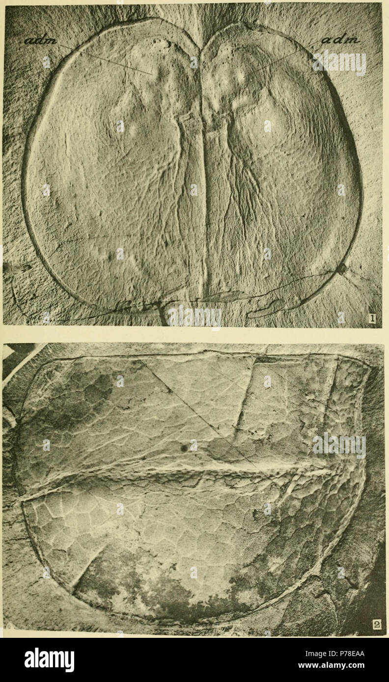 La piastra 33: Middle Cambrian crostacei (Carnarvonia e Tuzoia) 1. Carnarvonia venosa Walcott = Carnarvonia venosa (Walcott, 1912) 2. Tuzoia retifera Walcott = Tuzoia retifera (Walcott, 1912) . 1912 65 Walcott Cambriano Geologia e Paleontologia II piastra 33 Foto Stock