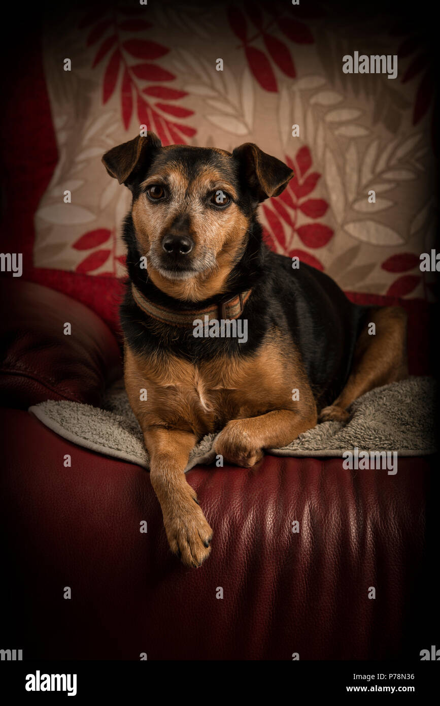 Jack Russell cane Foto Stock