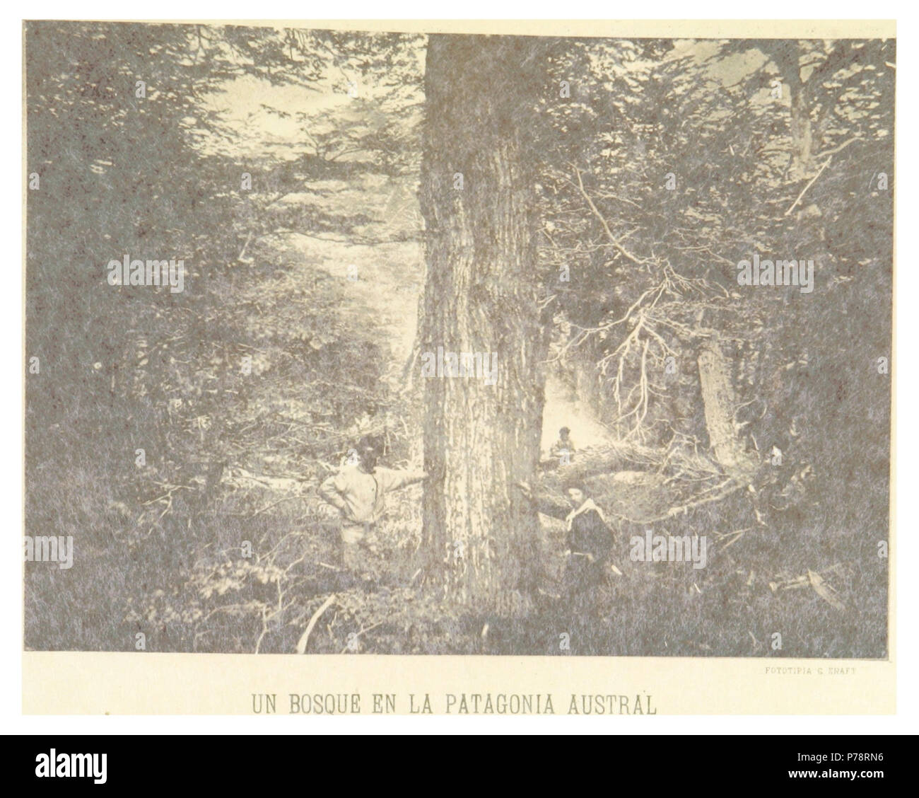 N/A. 1886 1 FONTANA(1886) p005 ONU BOSQUE EN LA PATAGONIA AUSTRAL Foto Stock