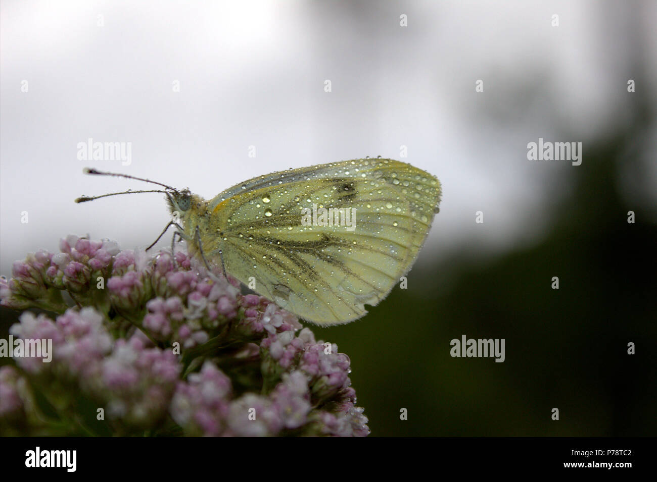 Farfalla con perle naturali Foto Stock