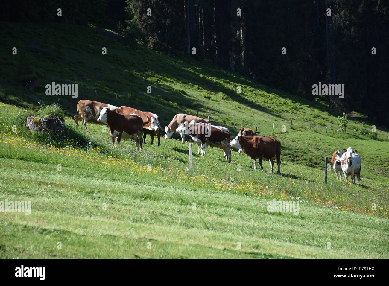 Hohe Tauern bei Niedernsill Salzachtal Kitzsteinhorn Foto Stock