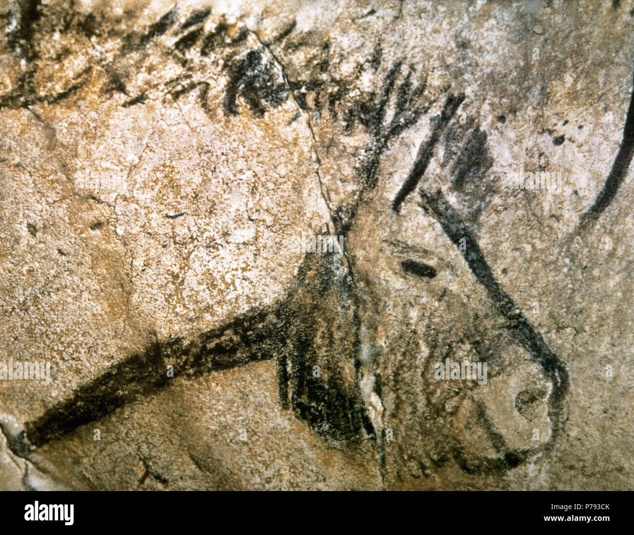 Grotta di Niaux. La pittura di epoca preistorica. Periodo di Magdalenian. Il Paleolitico superiore. Testa di cavallo. La Francia. Foto Stock