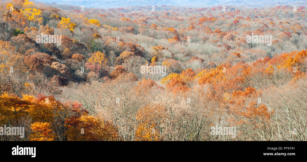 Il tardo autunno cadono le foglie, Marrone County, Indiana Foto Stock