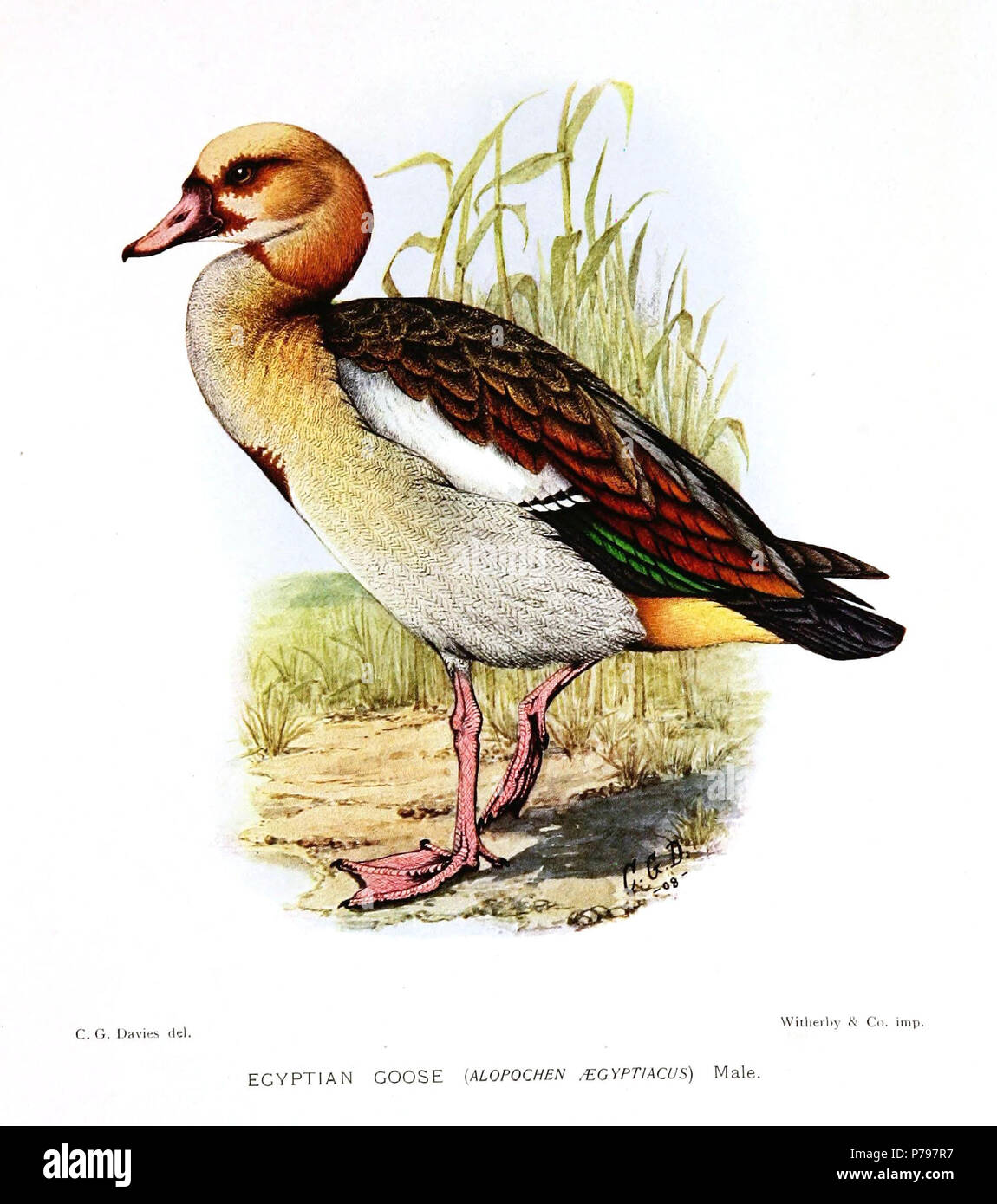 Alopochen aegyptiacus . 1912 8 AlopochenAegyptiacusDavies Foto Stock