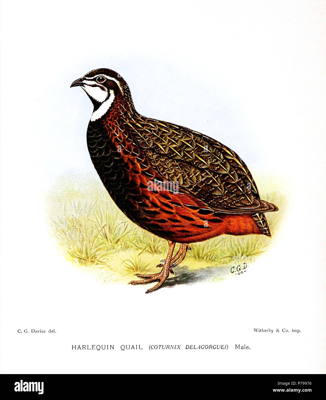 Coturnix delegorguei . 1912 14 CoturnixDelagorgueiDavies Foto Stock