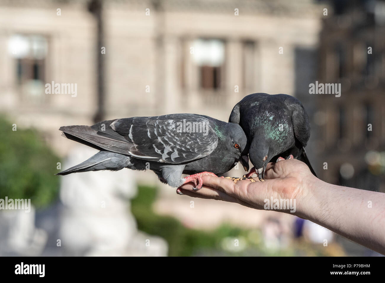 Piccioni alimentare dalla mano a George Square, Glasgow Foto Stock