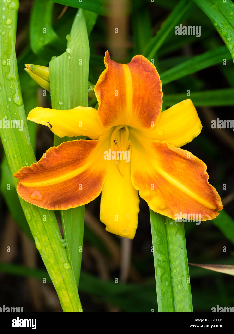 Si alternano arancione e petali gialli di Hardy, fioritura estiva, daylily Hemerocallis 'Frans Hals' Foto Stock