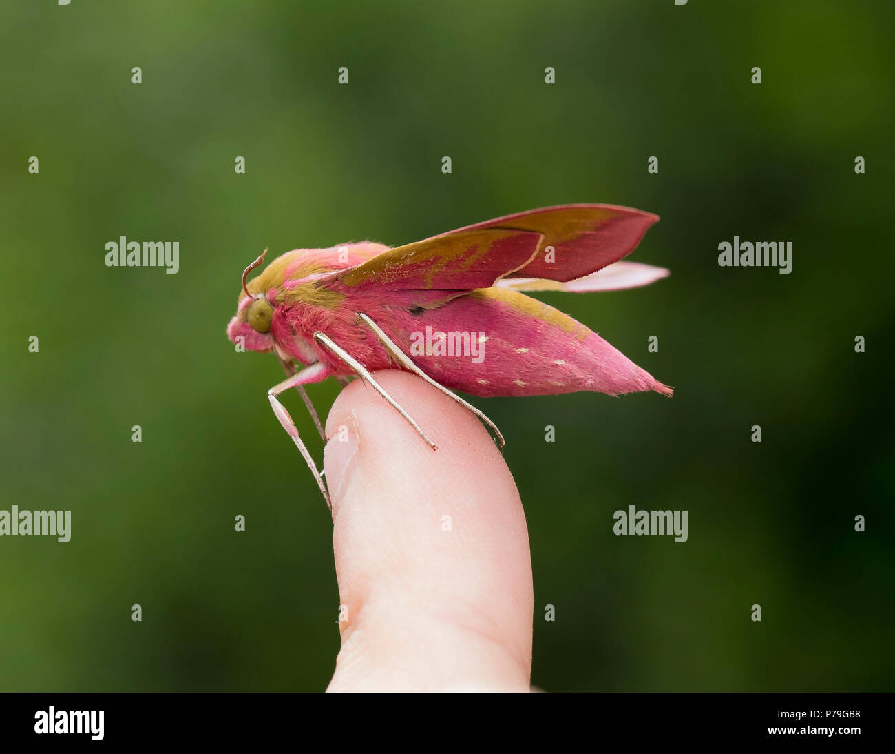 Elephant Hawk Moth a portata di mano Foto Stock