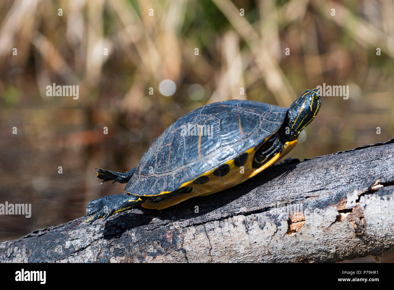 Crogiolarsi il Fiume Giallo Slider Turtle nella palude Okefenokke in Georgia Foto Stock