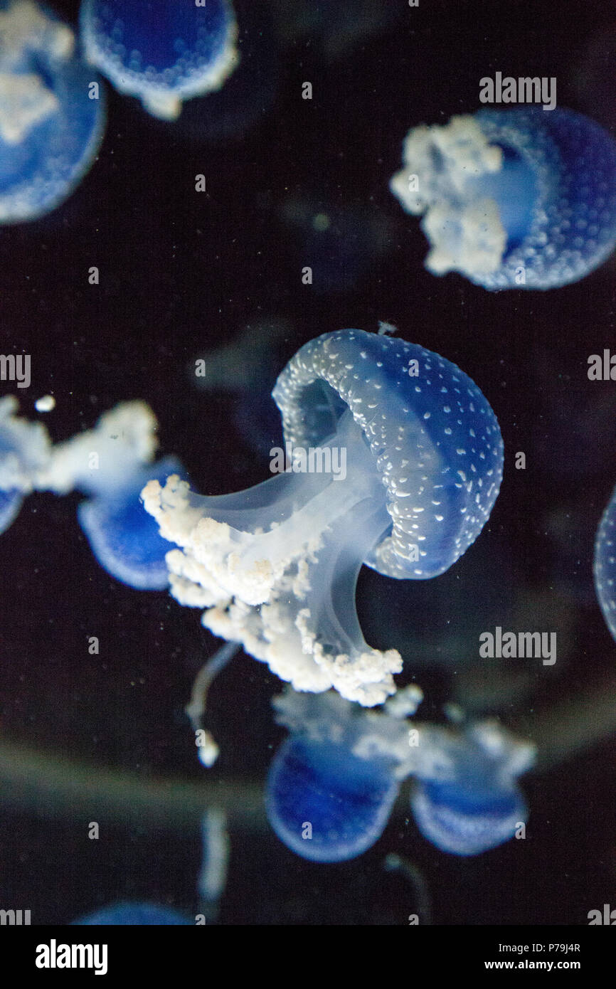 Colorate in blu Australian spotted meduse Phyllorhiza punctata galleggianti pacificamente in acqua marina. Foto Stock