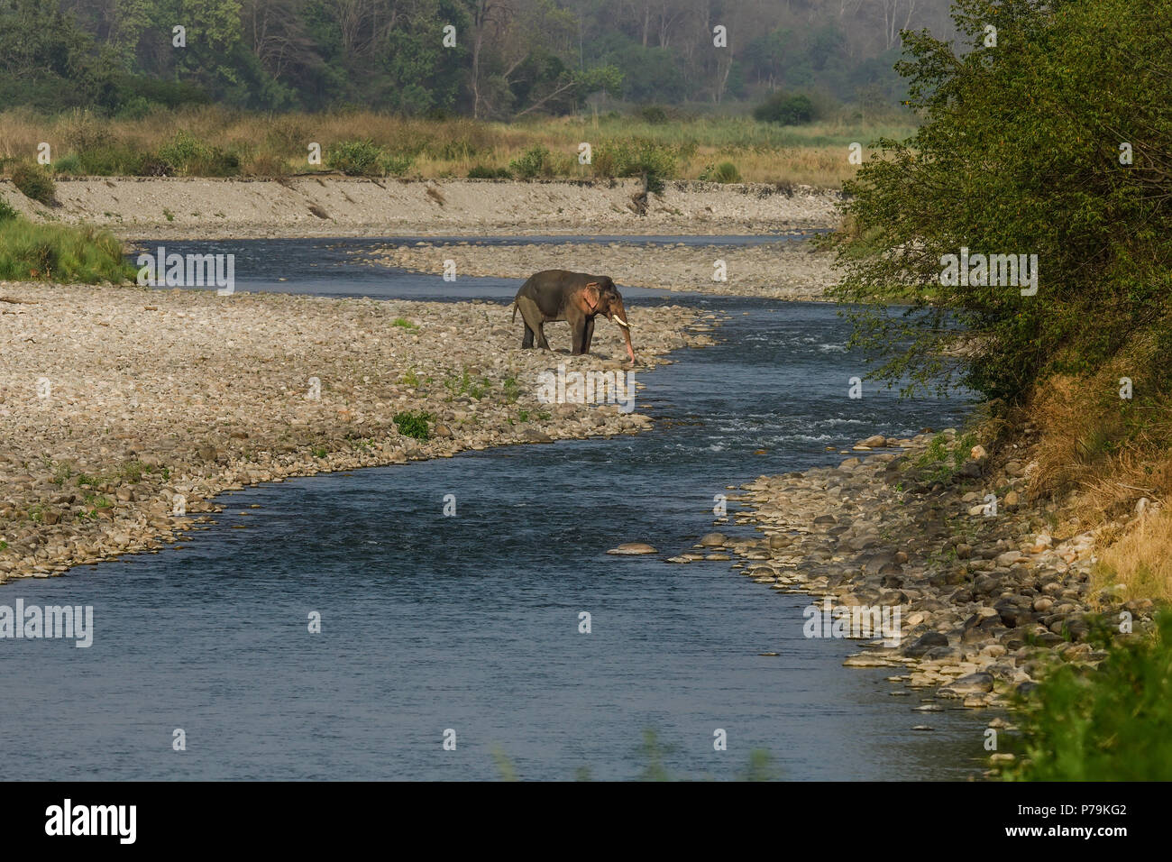 Asian wild tusker/elephant trovare sollievo da raffreddamento in Jim Corbett National Park fiume durante una torrida estate nel suo habitat naturale Foto Stock