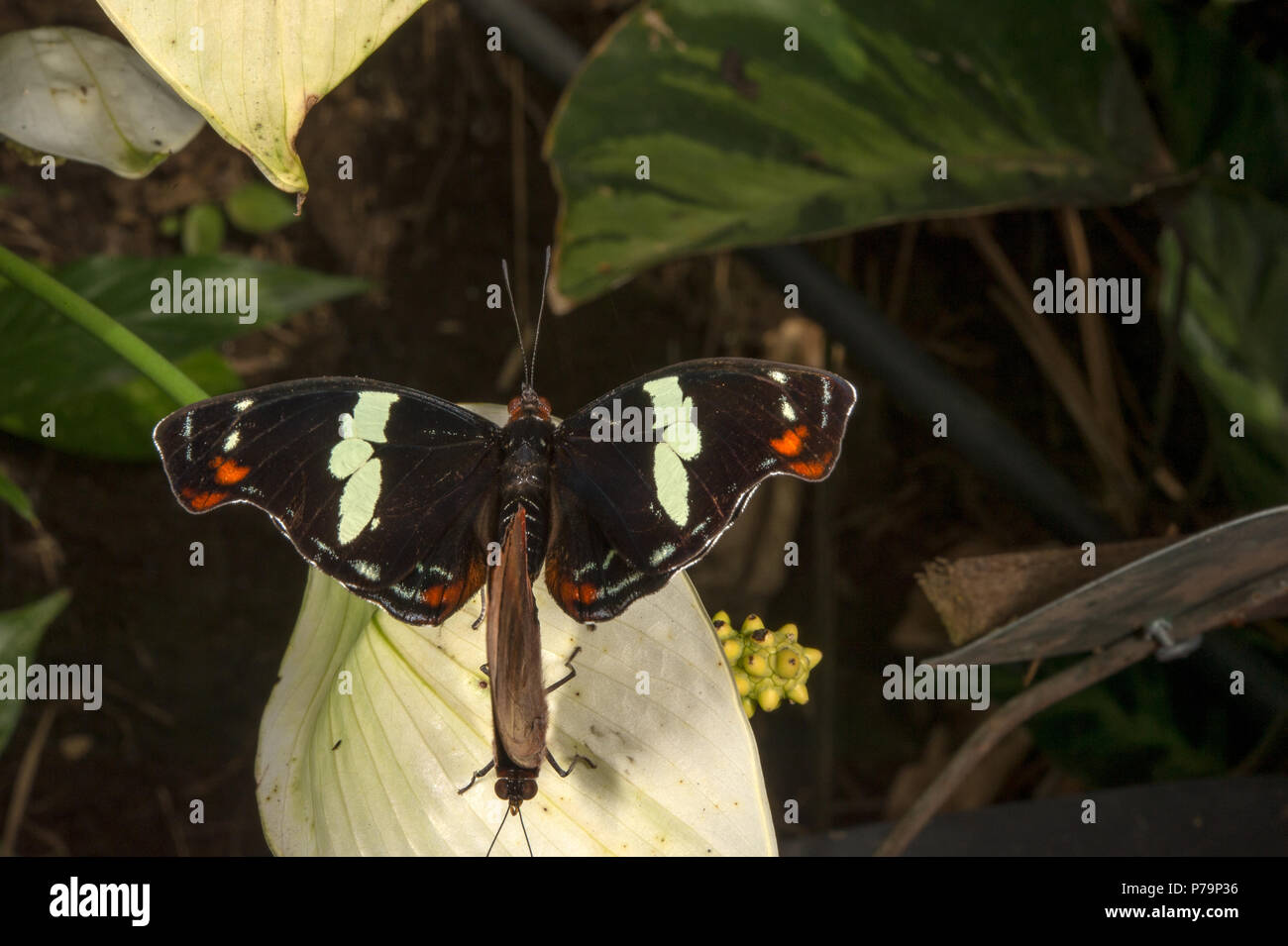 Blu-Banner smerigliato, Catonephele numilia esite, Nymphalidae, Costa Rica Foto Stock