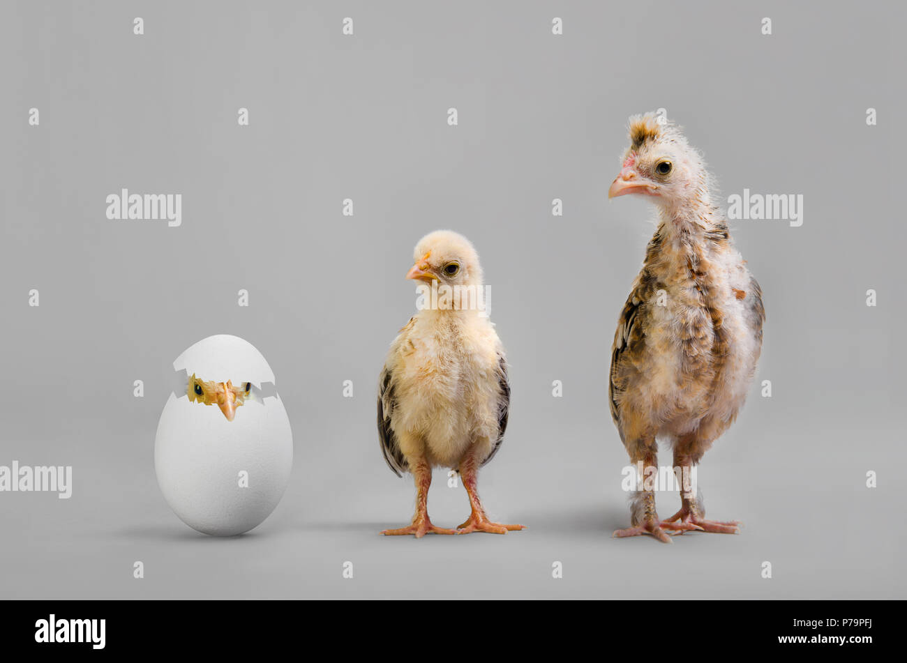 Poco annidata pulcini e uova di colore bianco su sfondo grigio Foto Stock