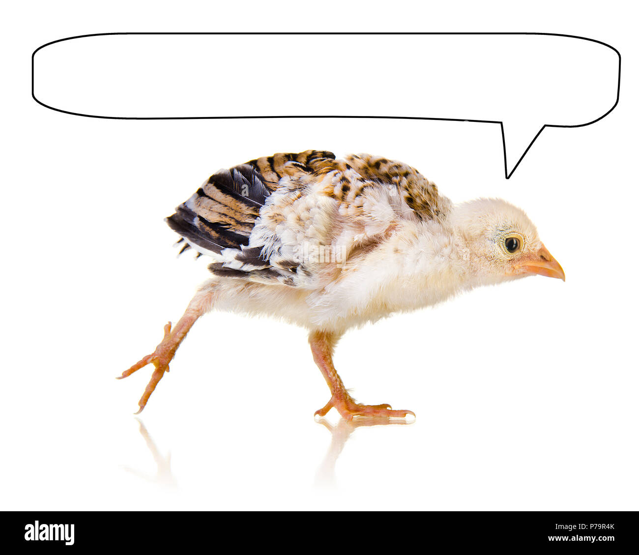 Poco pulcino su sfondo bianco, isolata, spank Foto Stock