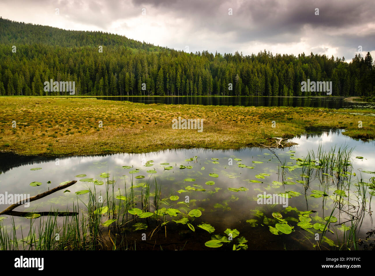 Isola galleggiante, grande Arbersee, Parco Nazionale della Foresta Bavarese, Baviera, Germania Foto Stock